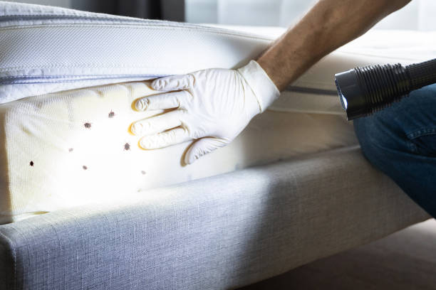 Best Wasp Removal Services  in Canonsburg, PA